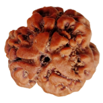 3 Mukhi