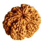 8 Mukhi