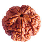 5 Mukhi