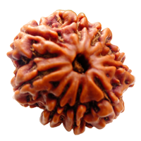 9 Mukhi