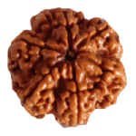 6 Mukhi