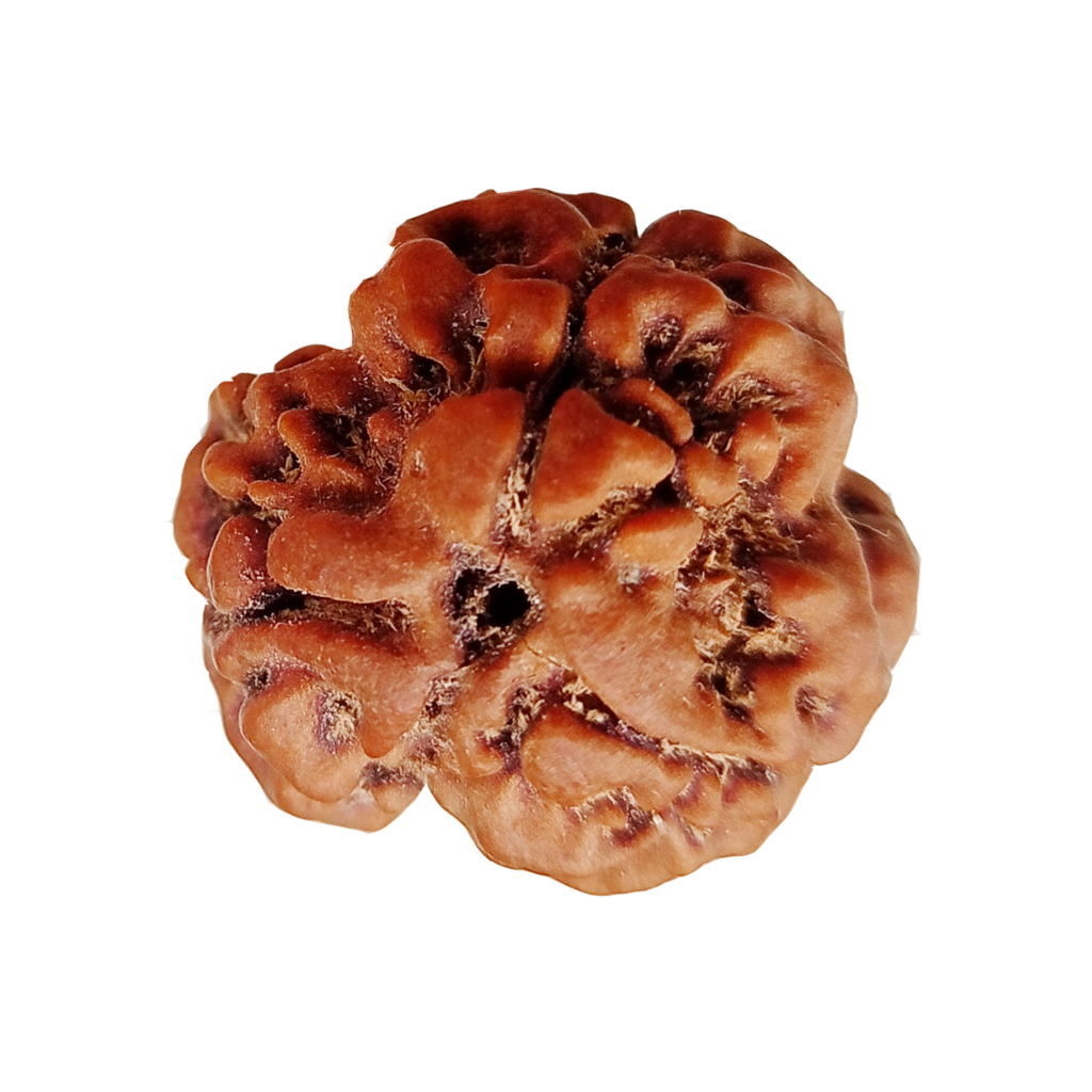 Rudraksha