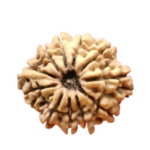 Original 11 Mukhi Rudraksh Bead from Nepal - Kanha Asa