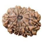 Original 13 Mukhi Nepal Rudraksha - Kamdev Mani