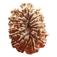 Natural 16 Mukhi Rudraksha
