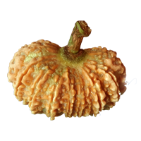 Buy 17 Mukhi Rudraksha From Nepal 