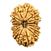 19 Mukhi Rudraksha Natural Best Price