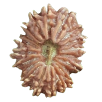 Natural 20 Mukhi Rudraksha