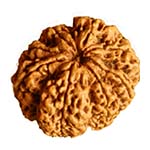Original 8 Mukhi Rudraksha with Lab Certificate - Kanha Asa