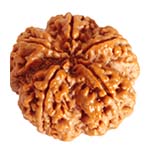 Original 5 Mukhi Rudraksha Certified Panchmukhi Bead