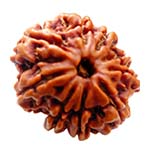 Original 9 Mukhi Rudraksha Nepal - Lab Certified Maa Durga Bead