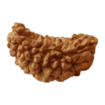 Original 1 Mukhi Rudraksha Lab Test Certificate Kanha Asa