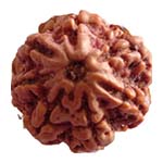 7 Mukhi Nepali Rudraksha