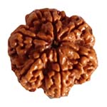 Premium Original 6 Mukhi Rudraksha with Lab Certificate ✅