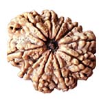 Original 10 Mukhi Rudraksha from Nepal - Lab Certified