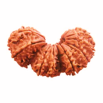 21 Mukhi Trijuti Rudraksha