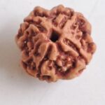 Original 4 Mukhi Rudraksha Certified Brahma Bead ✅