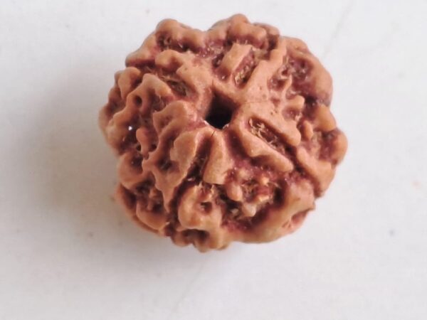 Natural Four mukhi rudraksh