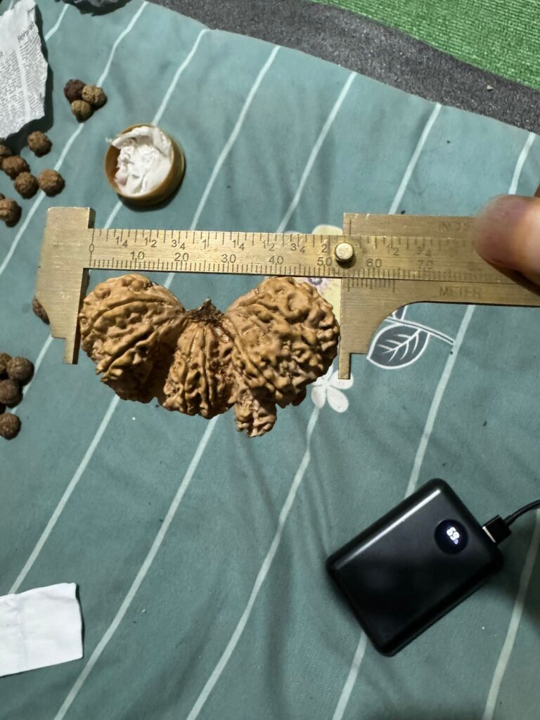 21 Mukhi Trijuti Rudraksha 