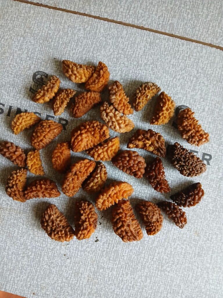 One Mukhi South Indian rudraksha