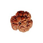 Original 3 Mukhi Rudraksha Certified Agni Dev Bead