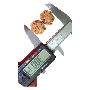 Natural Gaurishankar Rudraksha (Nepal Origin)