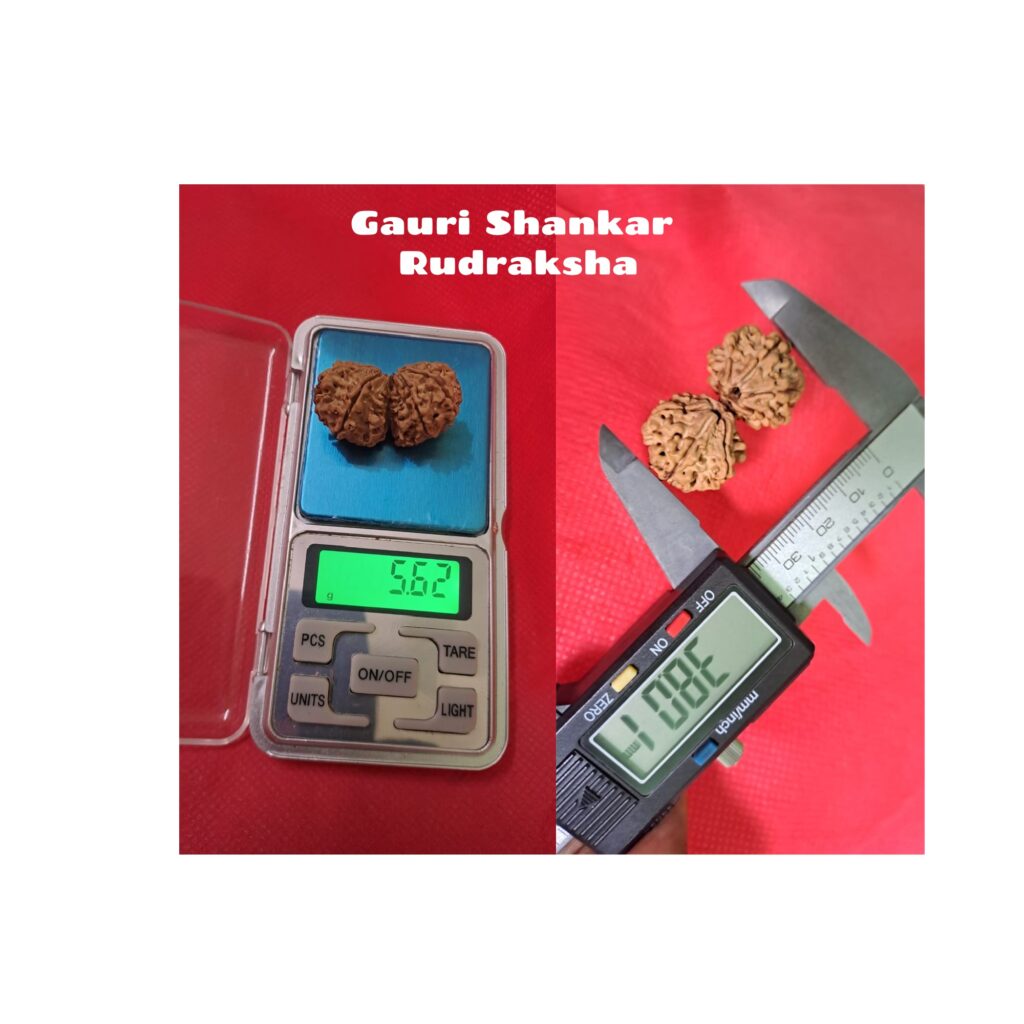 Natural GauriShankar Rudraksha 