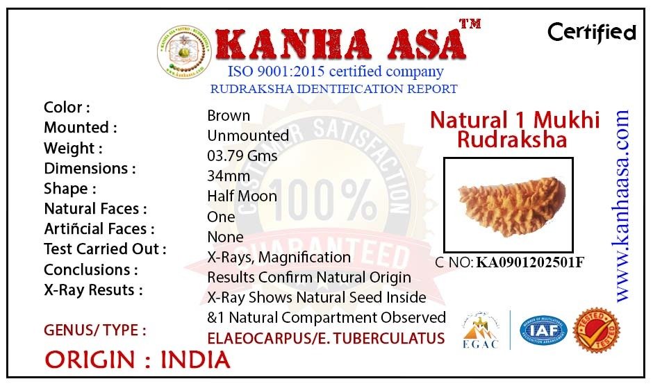 Original 1 Mukhi Rudraksha Lab Test Certificate Kanha Asa